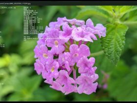 jarkViewer：轻量高效的万能图片查看器